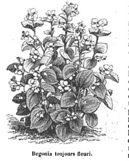 B. ‘Toujours Fleuri’